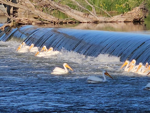 pelicans Wanawish Dam, W A 2.jpg